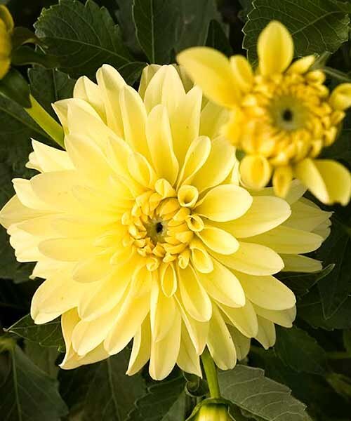Георгин Мелоди Латин (низкорослый)