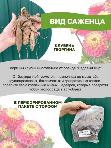 Георгин Мелоди Хармони (низкорослый)  