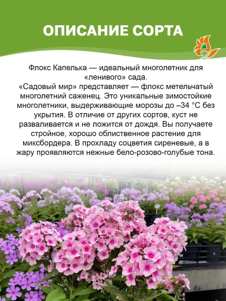 Флокс Капелька