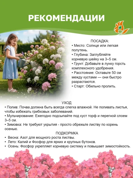 Флокс Капелька