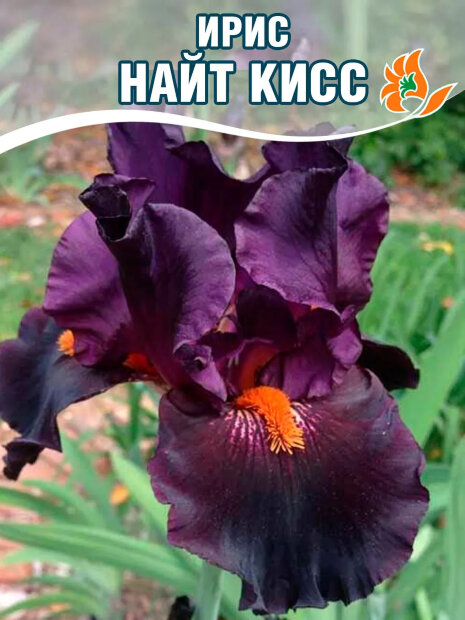 Ирис Найт Кисс (бородатый) 