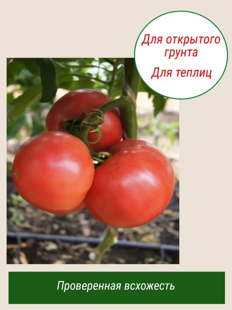 Томат Сахарное мясо семена 