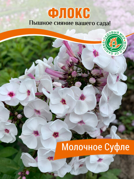 Флокс Молочное Суфле