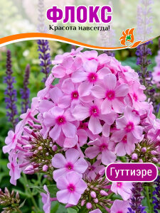 Флокс Гуттиэре Флокс Гуттиэре