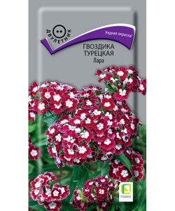 Гвоздика турецкая Лара Гвоздика турецкая Лара
