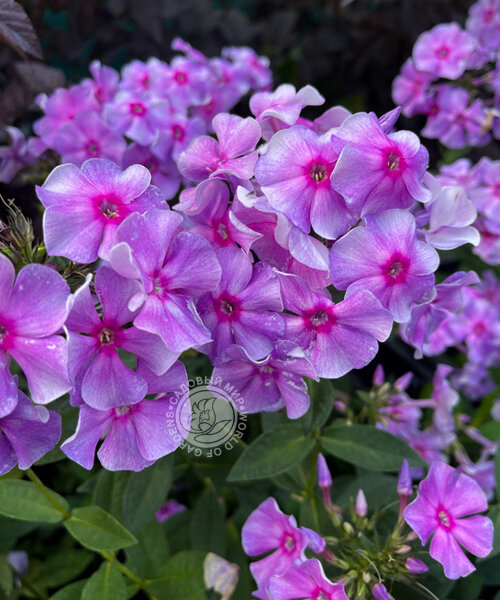Флокс Виринея