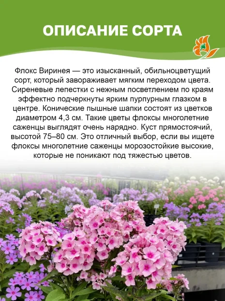 Флокс Виринея