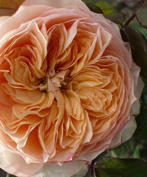 Роза Сурир де Хавр