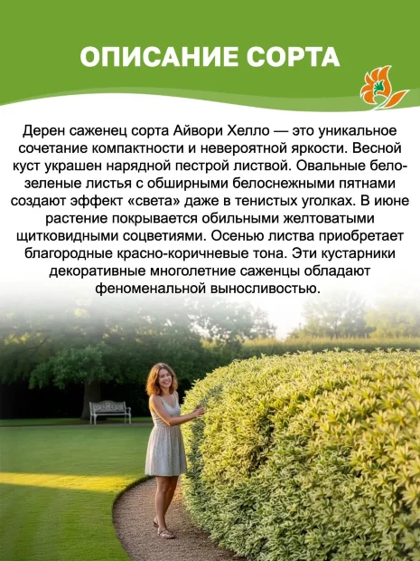 Дерен Айвори Хэлло (белый) саженцы 