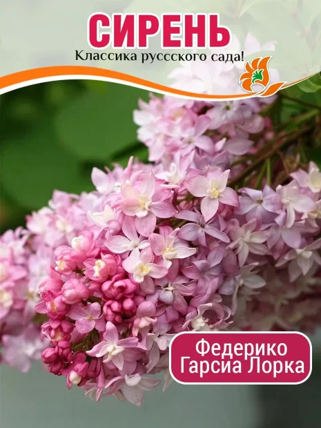 Сирень Федерико Гарсиа Лорка (обыкновенная) саженцы 