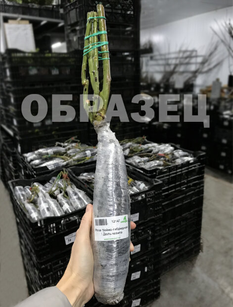 Роза Флорентина