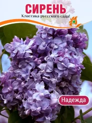 Сирень Надежда (обыкновенная) Сирень Надежда (обыкновенная)