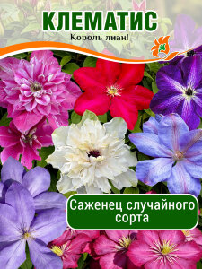 Клематис в ассортименте Клематис в ассортименте