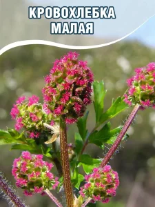 Кровохлебка малая