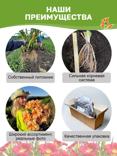 Лилейник Поулстар