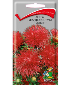 Астра Гигантские лучи Красная Астра Гигантские лучи Красная