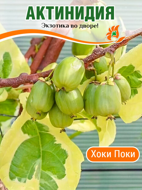Актинидия Хоки Поки (Аргута) саженцы 