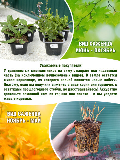 Тысячелистник обыкновенный Саммер Пастелс