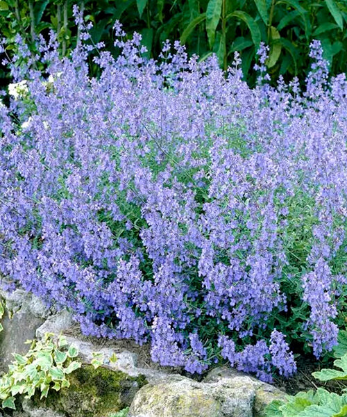 Котовник Лайт Блю