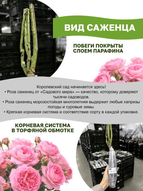 Роза Ботеро