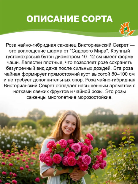 Роза Викторианский Секрет 