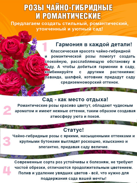 Роза Викторианский Секрет 