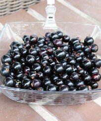 Смородина Севчанка Смородина Севчанка