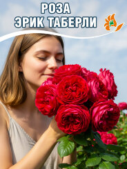 Роза Эрик Таберли Роза Эрик Таберли