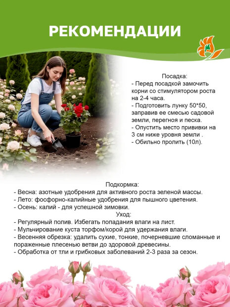 Роза Пульман Восточный Экспресс