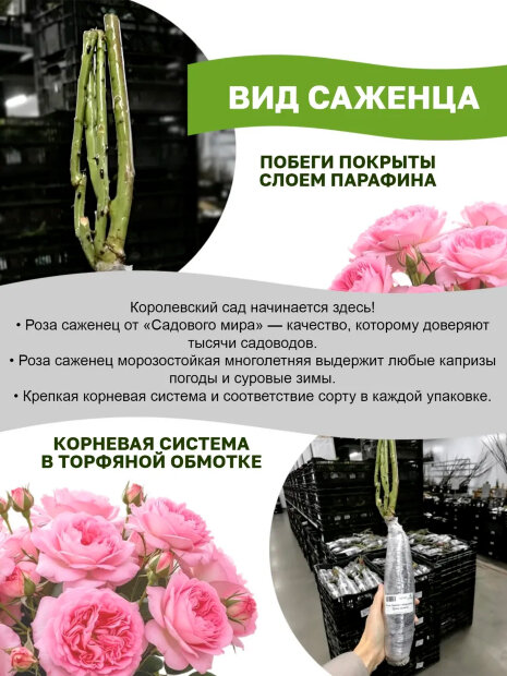 Роза Салманасар