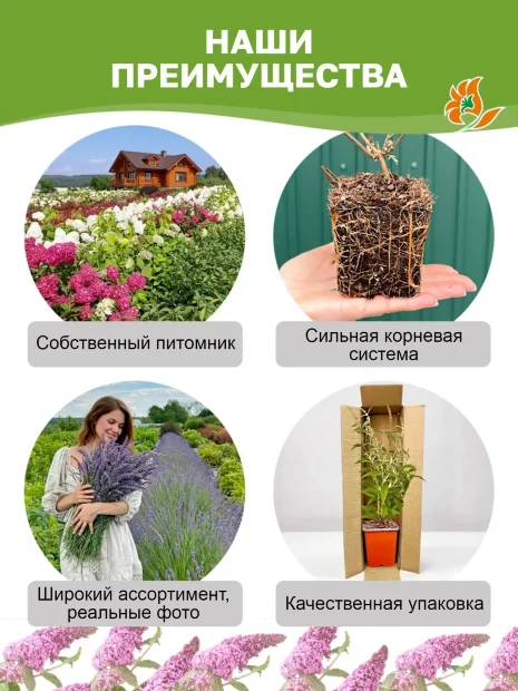 Буддлея Пинк Делайт (Давида) саженцы 