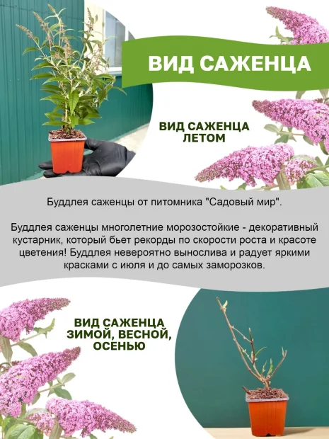 Буддлея Пинк Делайт (Давида) саженцы 
