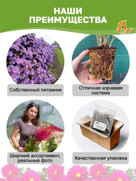 Астра Кассель