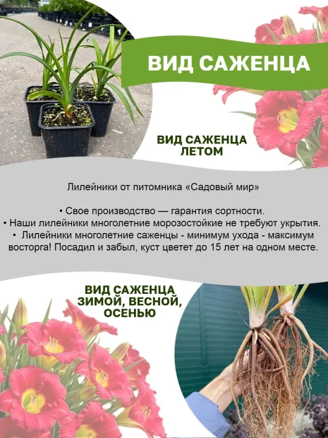 Лилейник Раффлд Эприкот