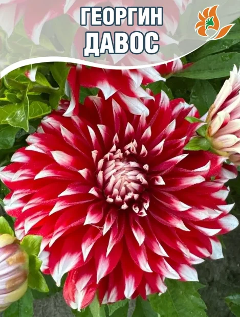 Георгин Давос (крупноцветковый)