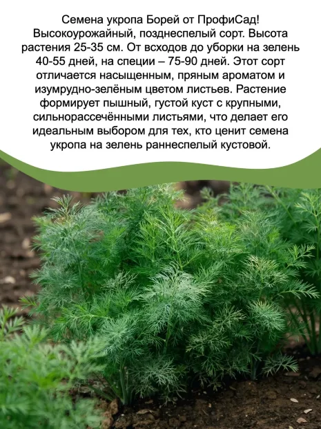 Укроп Борей семена 