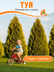 Туя Голден Брабант