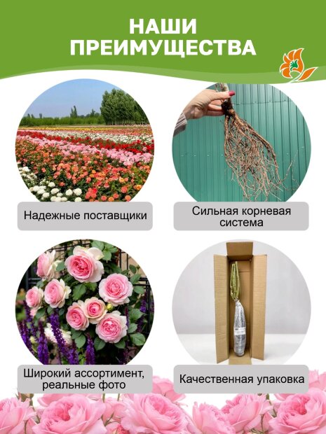 Роза Мондиаль