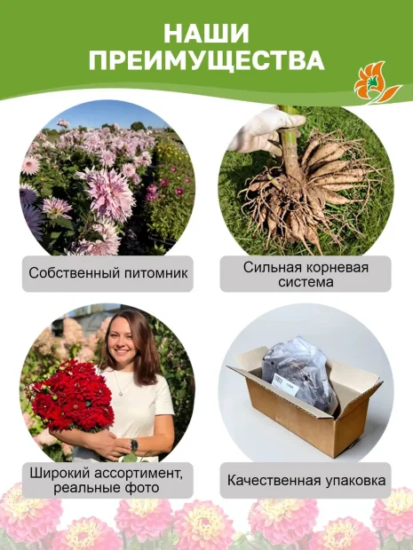 Георгин Капроз Пиззаз (декоративный) 