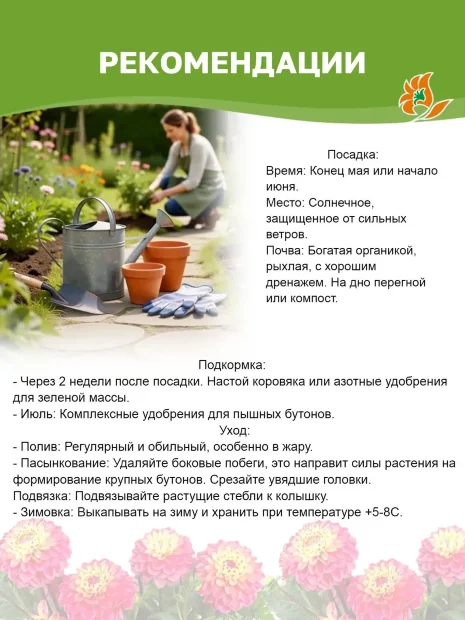 Георгин Капроз Пиззаз (декоративный) 