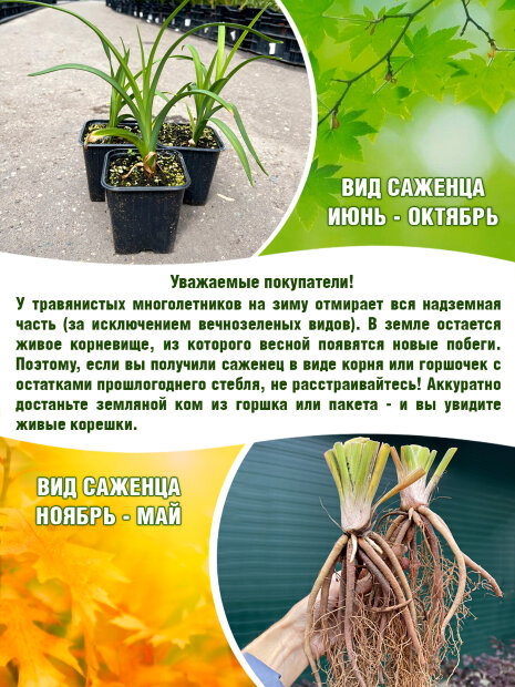 Лилейник Кёнел Мастард
