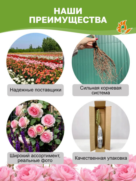 Роза Герцогиня Кристиана