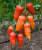 Томат Десяточка семена 