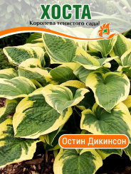 Хоста Остин Дикинсон Хоста Остин Дикинсон