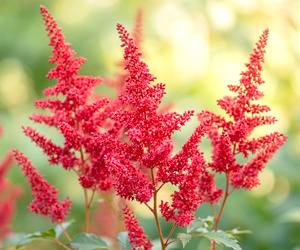 Астильба