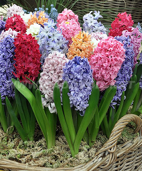 смесь сортов